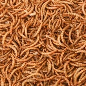 Dried Mealworm